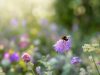 Comment attirer les insectes pollinisateurs dans son jardin