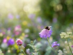 Comment attirer les insectes pollinisateurs dans son jardin