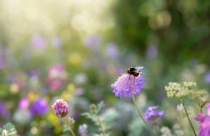 Comment attirer les insectes pollinisateurs dans son jardin