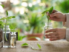 Multiplier ses plantes par bouturage sans matériel coûteux