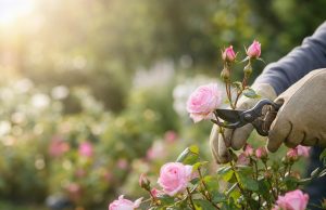 Quand et comment tailler ses rosiers pour une floraison abondante